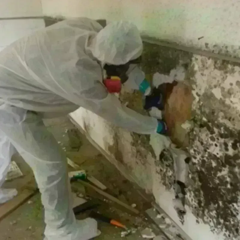 Mold Remediation and Removal in Thedford, NE